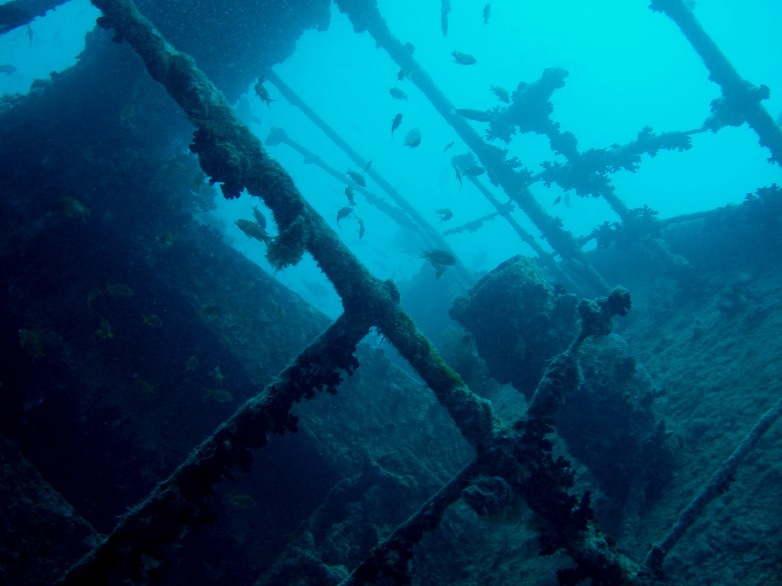 A large school of fish underwater